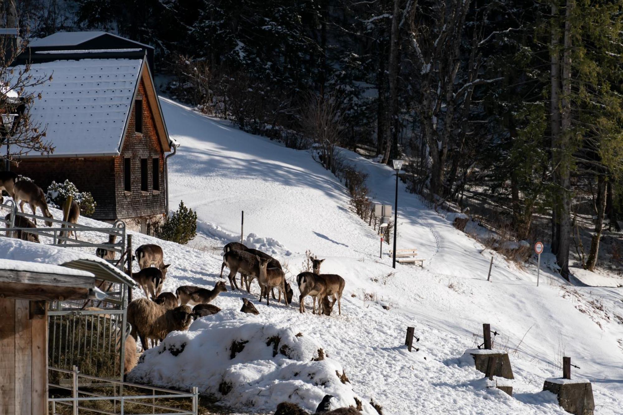 Peterhof Chalets Batschuns Ngoại thất bức ảnh